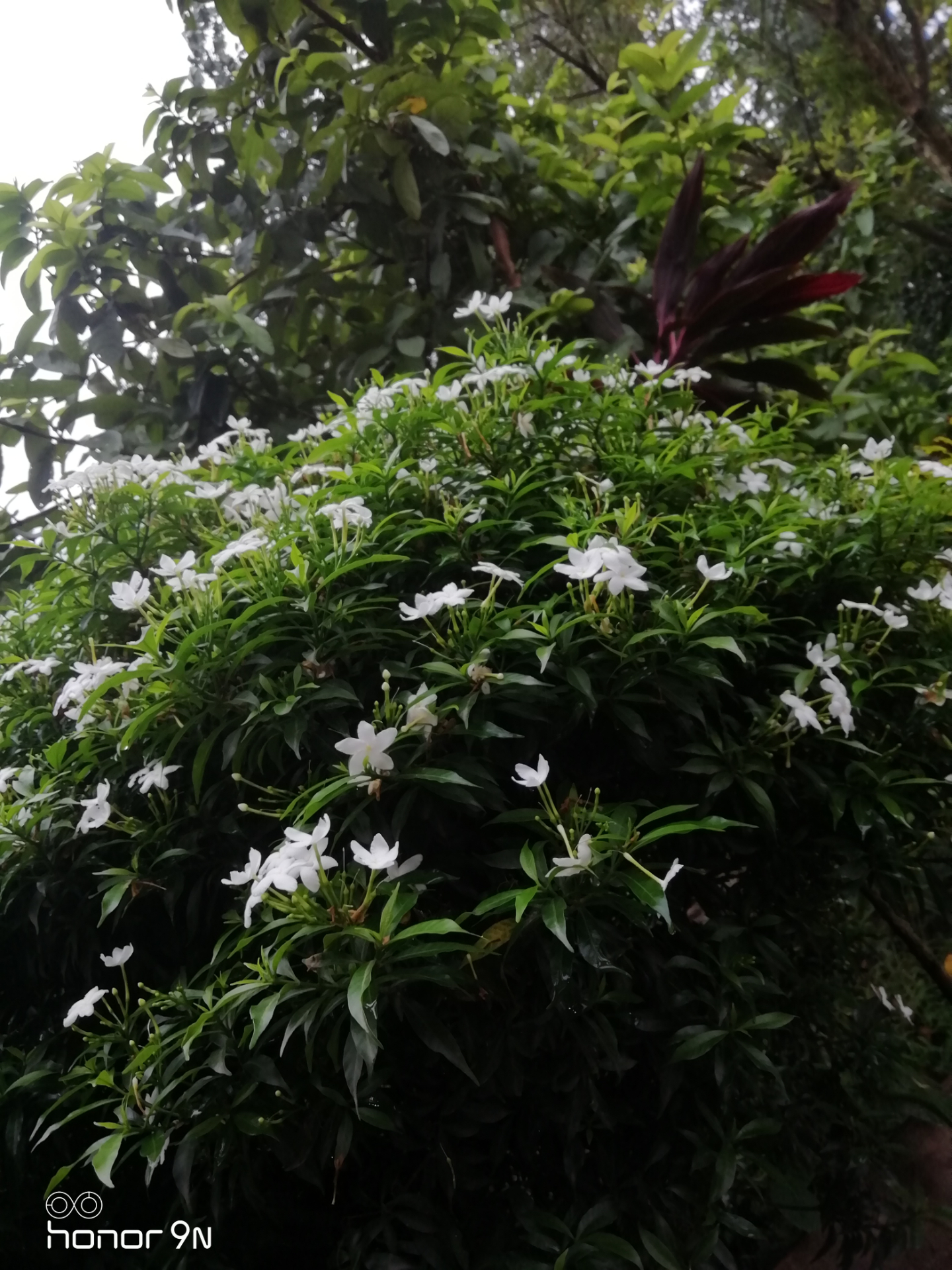 Choudhary Agro Nursery — flowering jasmine plants in the field