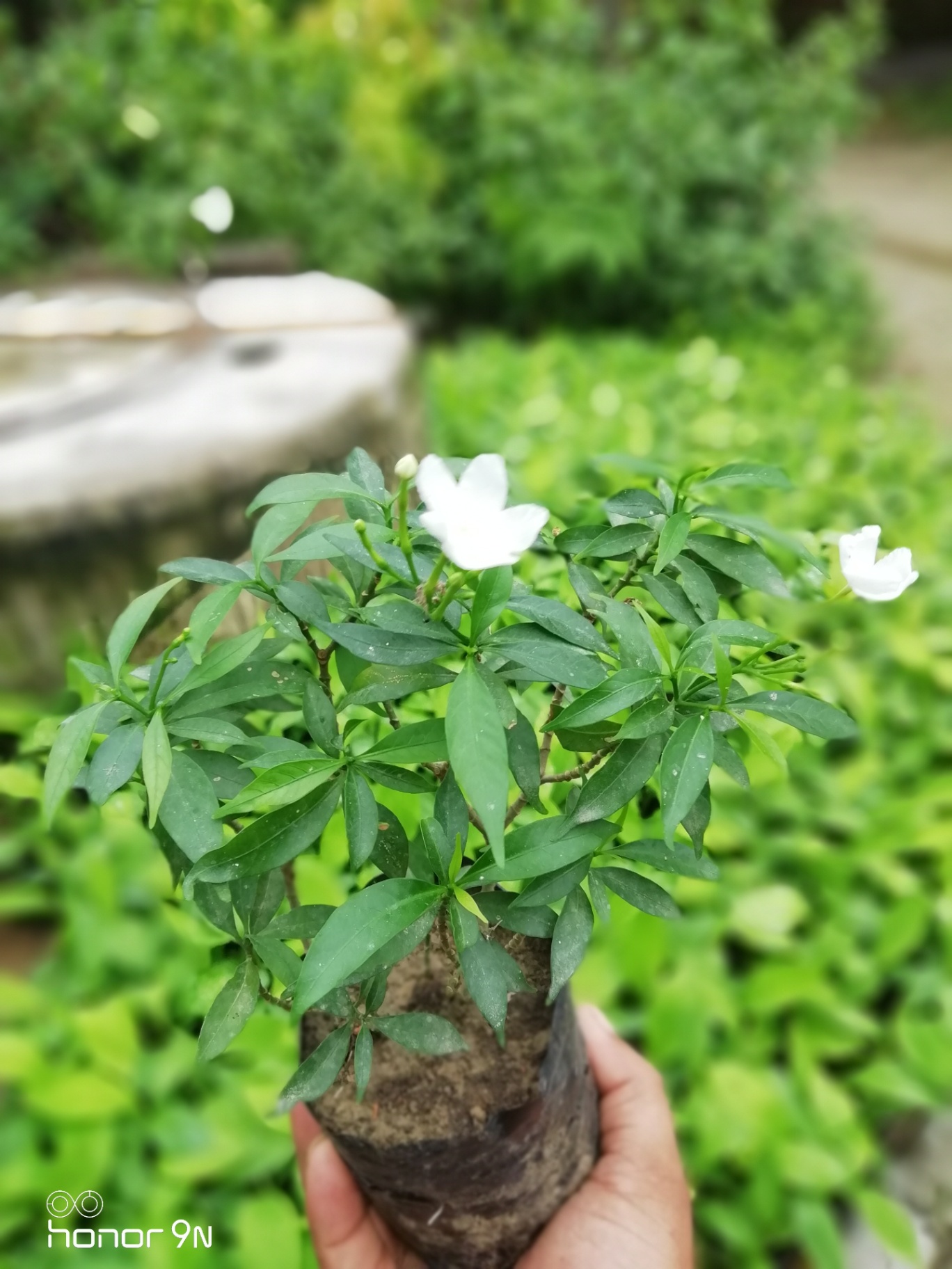 Ornamental & Flowering Plants at Choudhary Agro Nursery