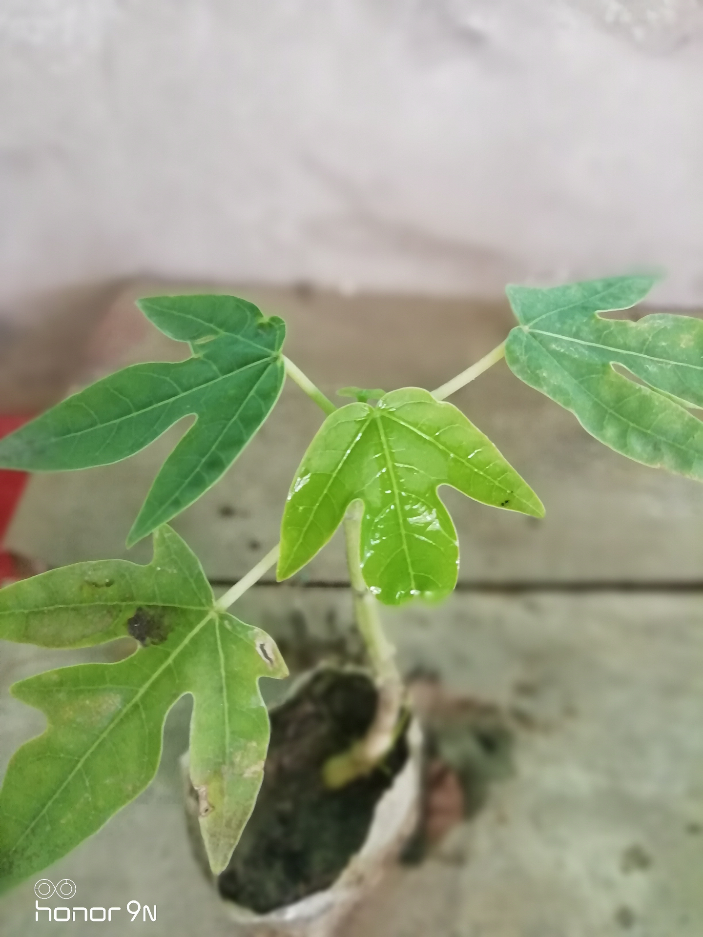 Fruit & Medicinal Plants at Choudhary Agro Nursery