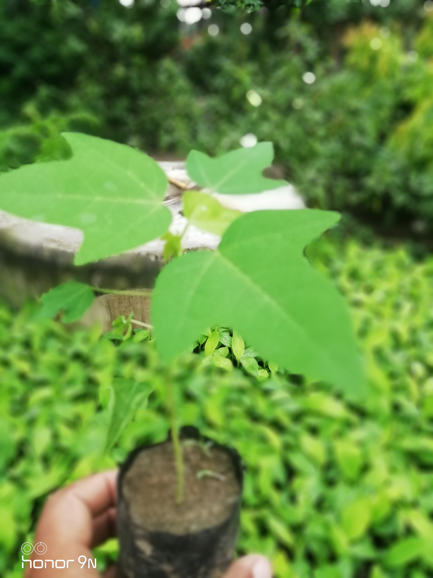 Seeds & Saplings at Choudhary Agro Nursery